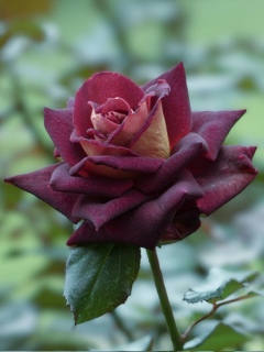 �l�K�e�B�u�Ƃ�